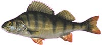 perch